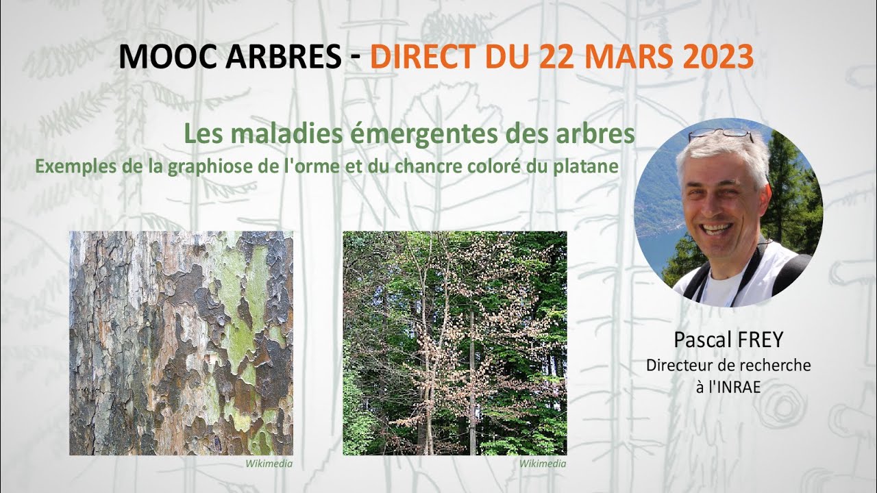 Maladies émergentes des arbres : exemples de la graphiose de l'orme et du chancre coloré du platane