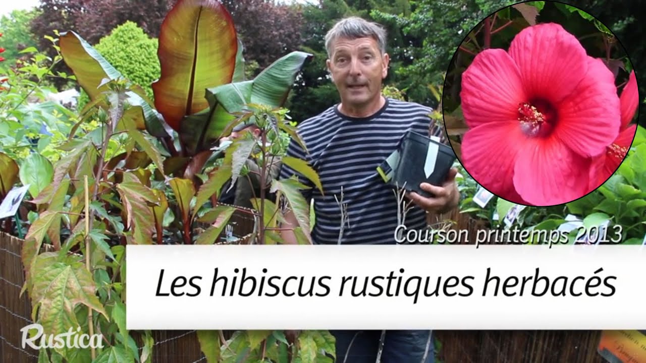 Comment cultiver les hibiscus herbacés