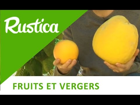 Comment reconnaitre pamplemousse et pomelo