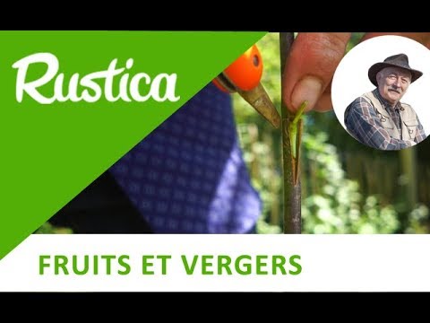 Greffer un pêcher en écusson