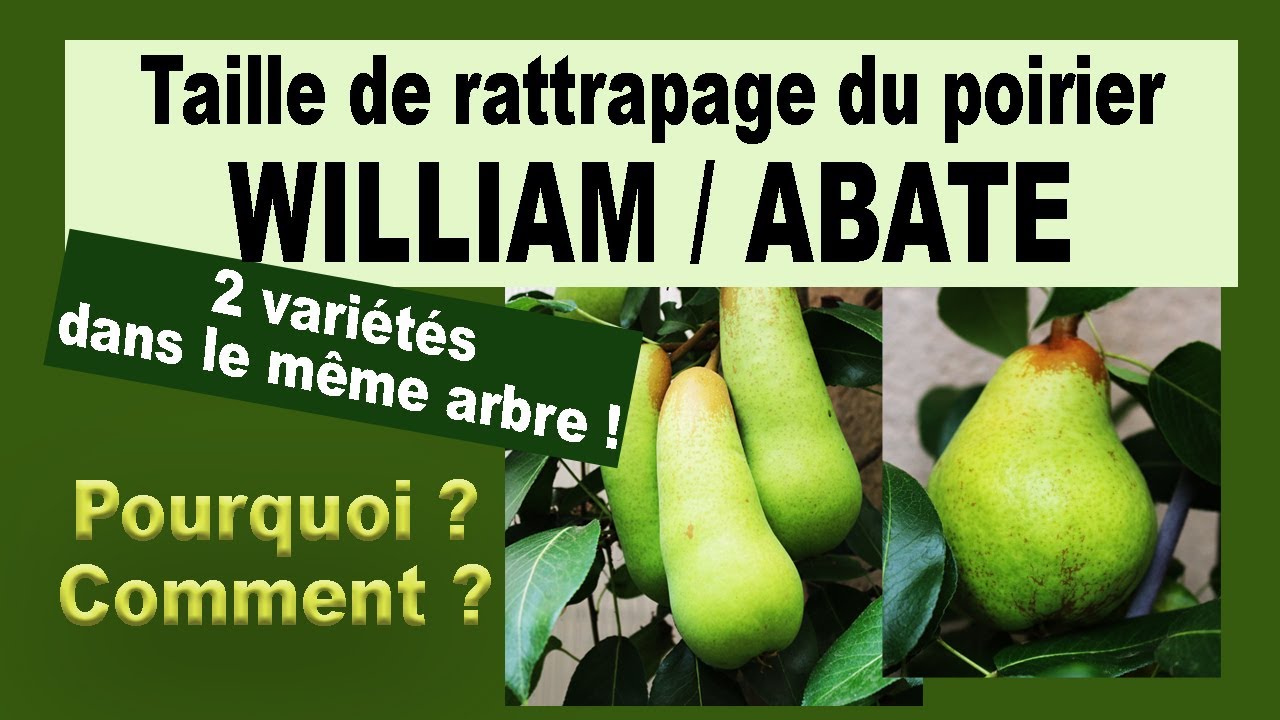 2 variétés sur 1 poirier et taille de rapprochement poirier Abate / William
