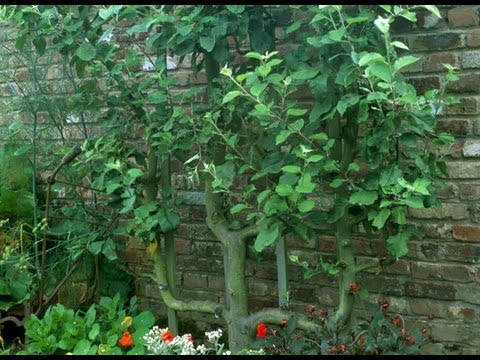Planter un poirier à palisser forme de U