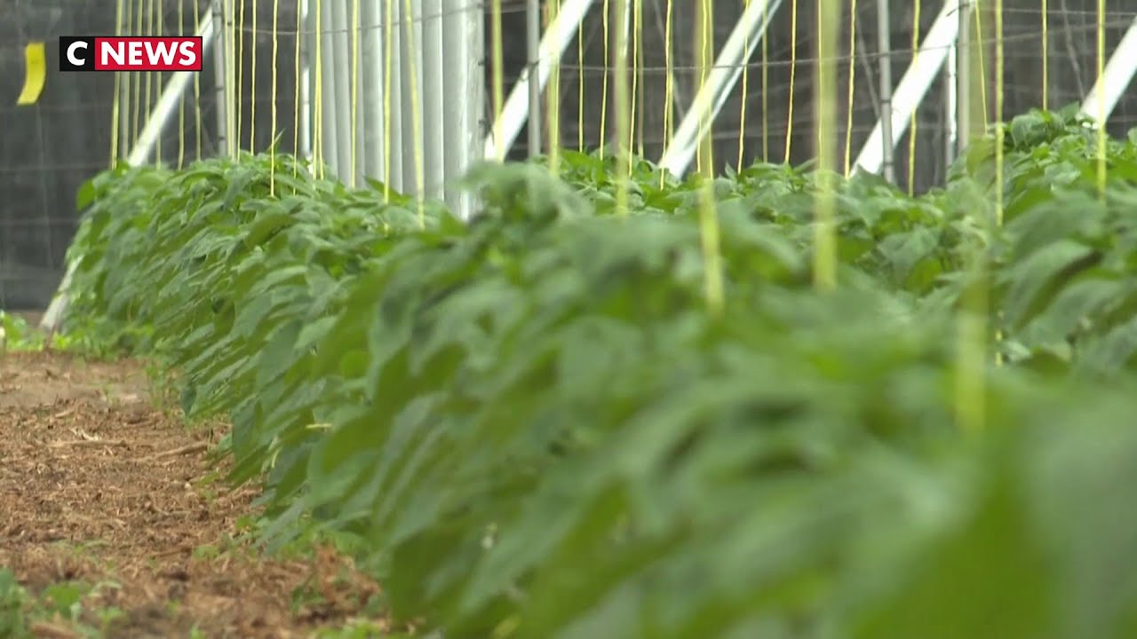 Espagne : des insectes pour remplacer les pesticides