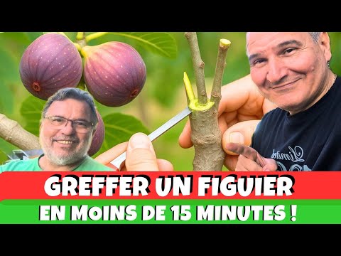 GREFFER un FIGUIER en moins de 15 minutes ! 😮