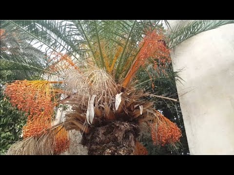 Canarian date palm fruit-Fruit du Palmier dattier des Canaries-النخيل الكناري -Phoenix canariensis