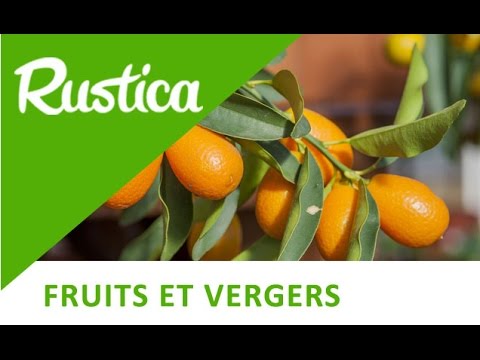 Kumquats et limequats