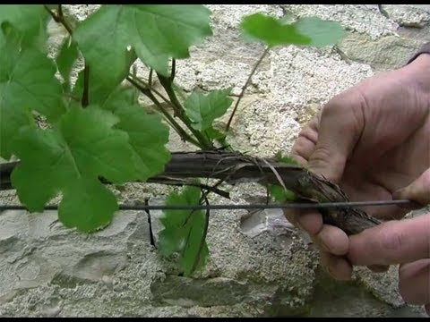 Tailler en vert une vigne de treille
