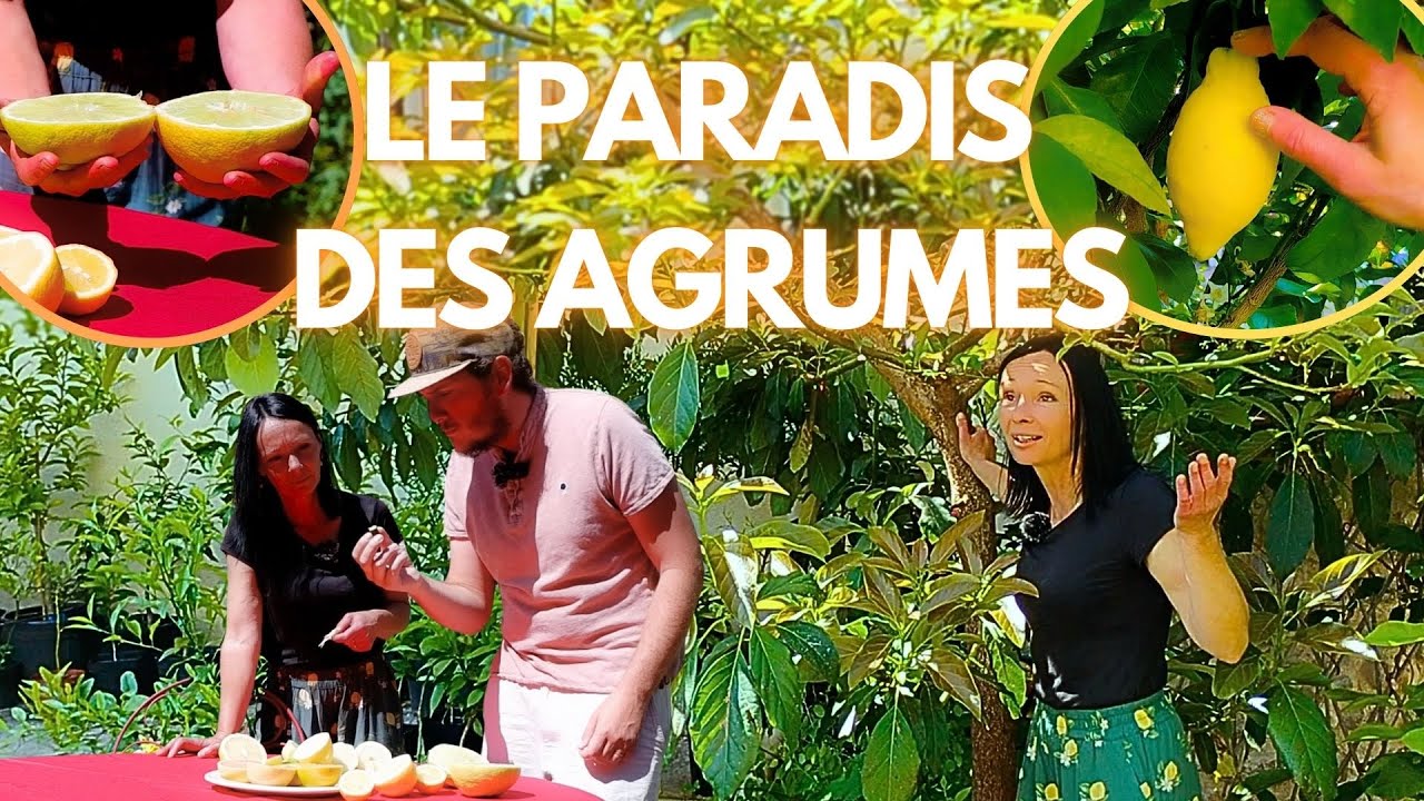 Dans le Jardin de la Reine des Agrumes – Rustiques & Méditerranéens 🍊👑