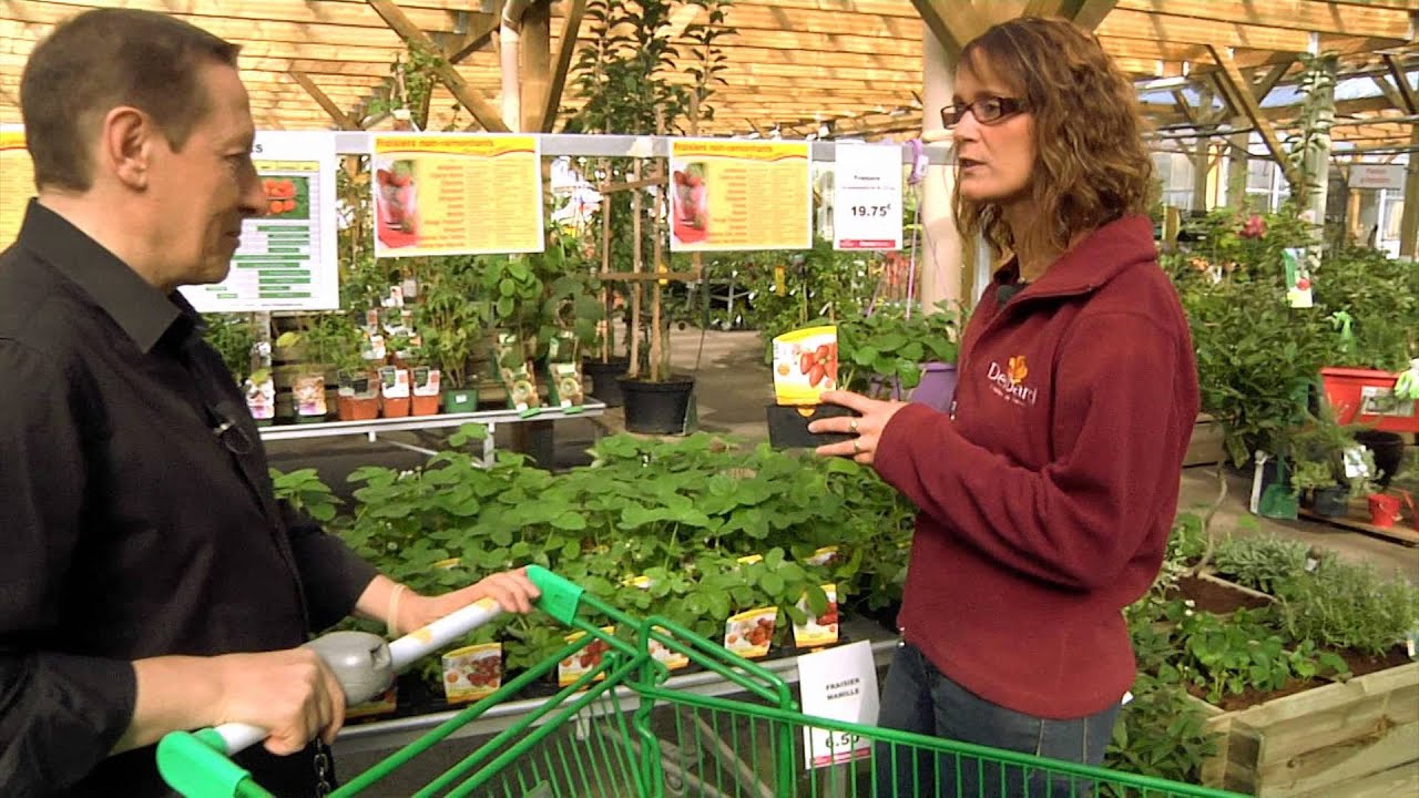 Les fraisiers Delbard : conseils sur le choix et la plantation des fraisiers