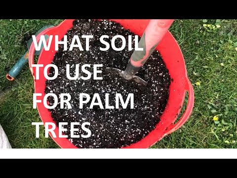 What Soil Mixture To Use On Phoenix Canariensis Palms & Exotic Plants Like Cordylines UK