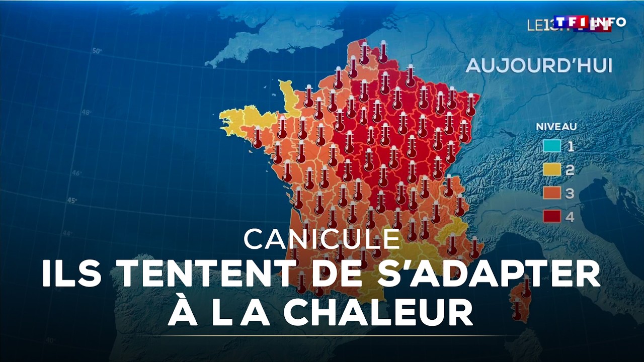 Canicule : ils s'adaptent face à la chaleur écrasante｜TF1 INFO