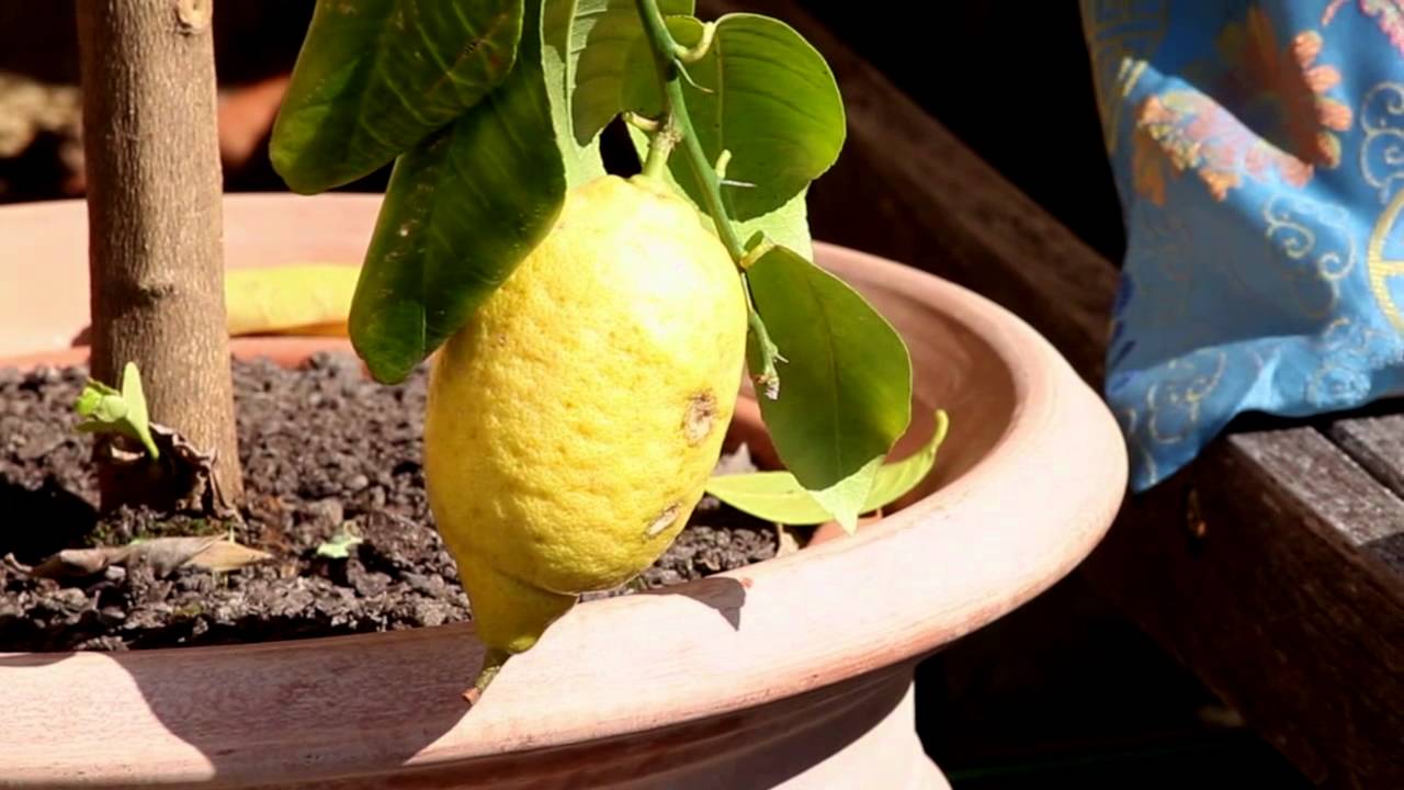 Comment entretenir son citronnier ?