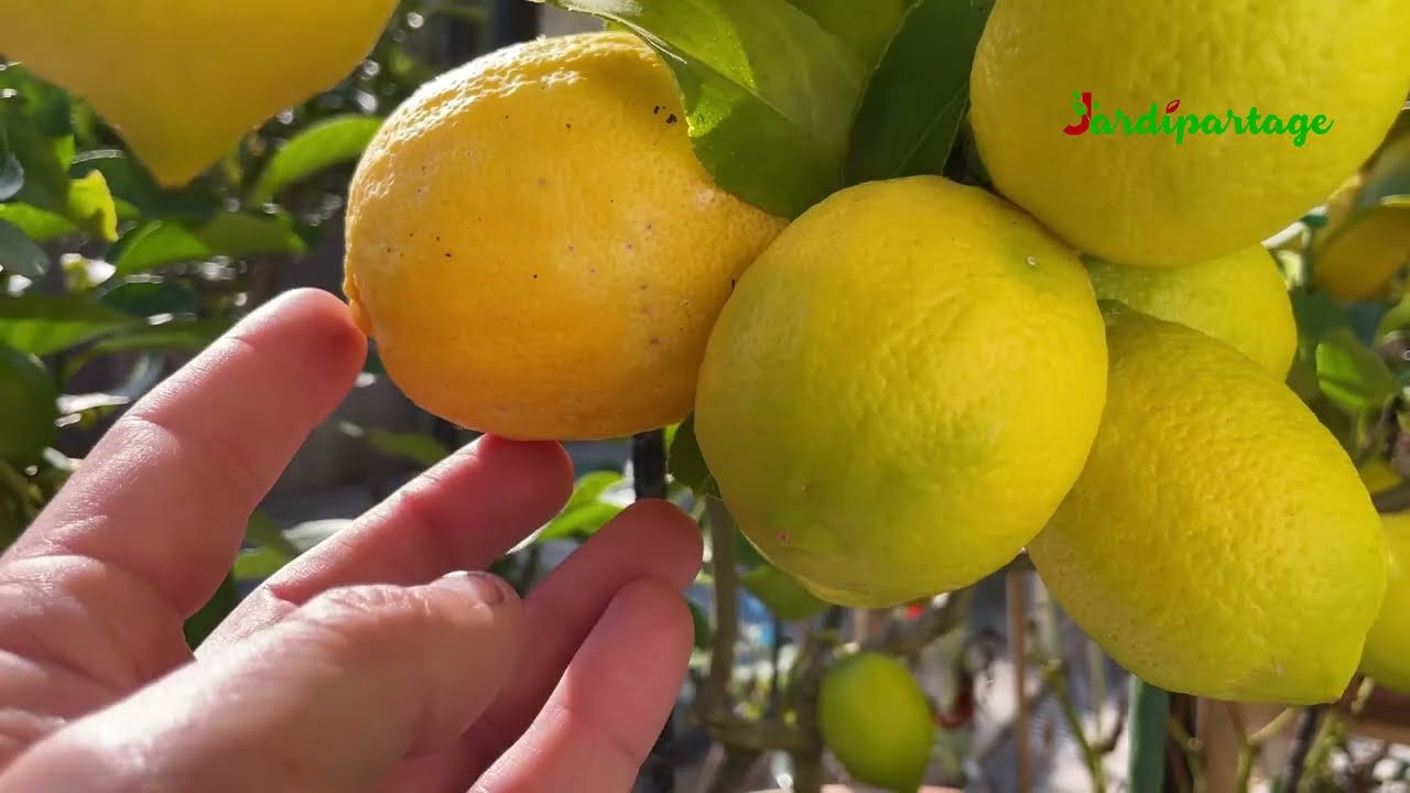 Cette année, mon citronnier est chargé de fruits ! Quand et comment récolter les citrons ?