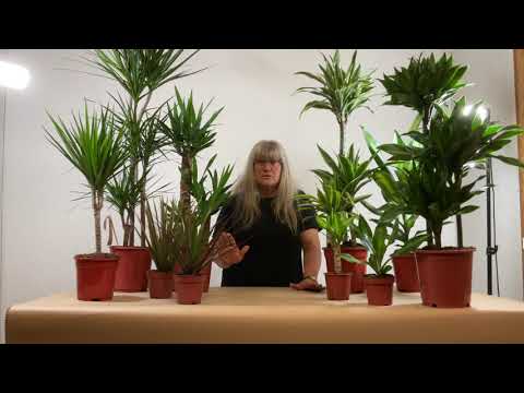YUCCA ET DRACAENA : Comment l'entretenir, Astuces et Conseils