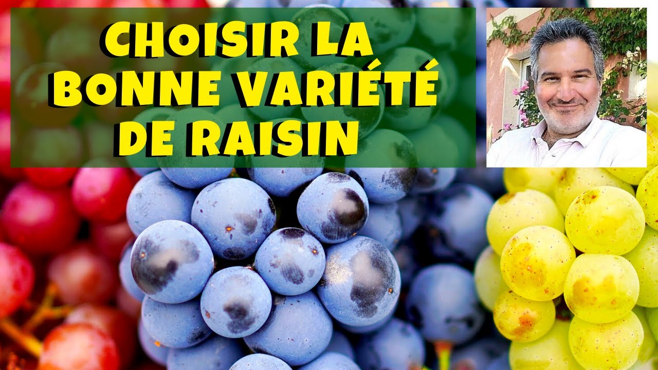 Vigne : quelles variétés de raisin de table choisir ?