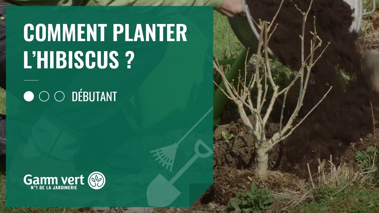 Tuto - Comment planter l'hibiscus ?