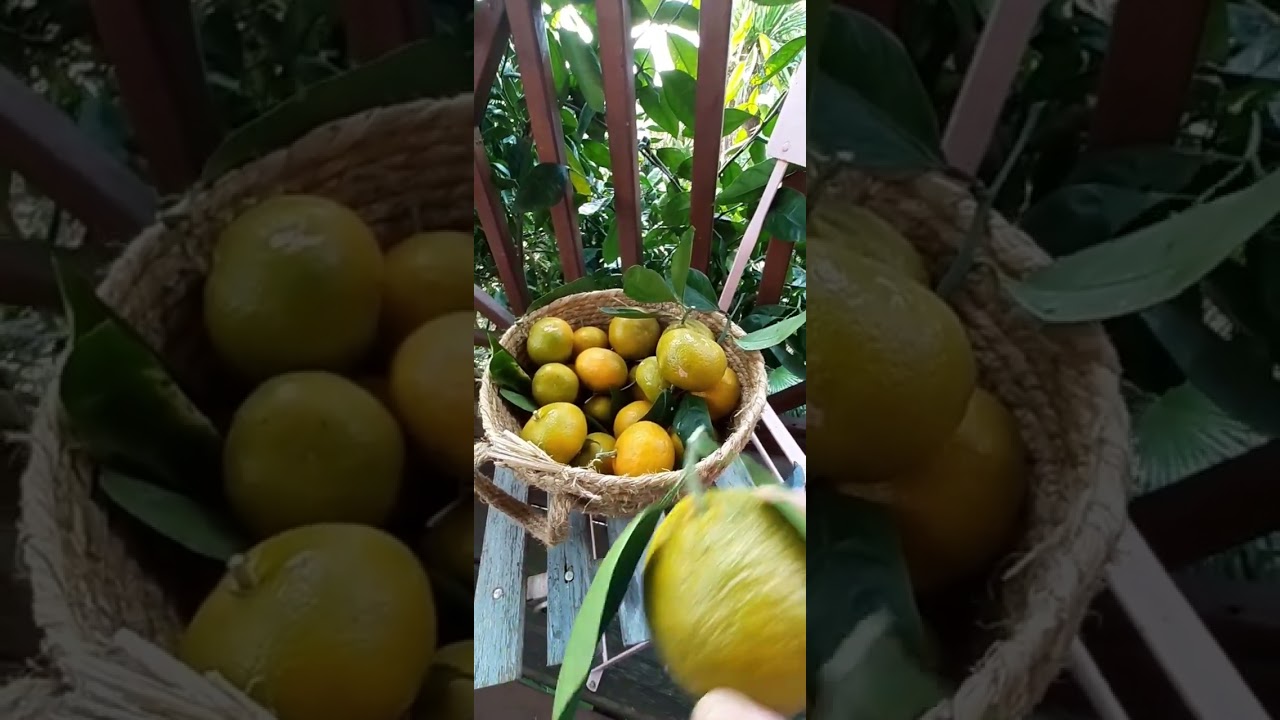 Paul-William présente : Mandarinier satsuma 2022🍊🍊🍊