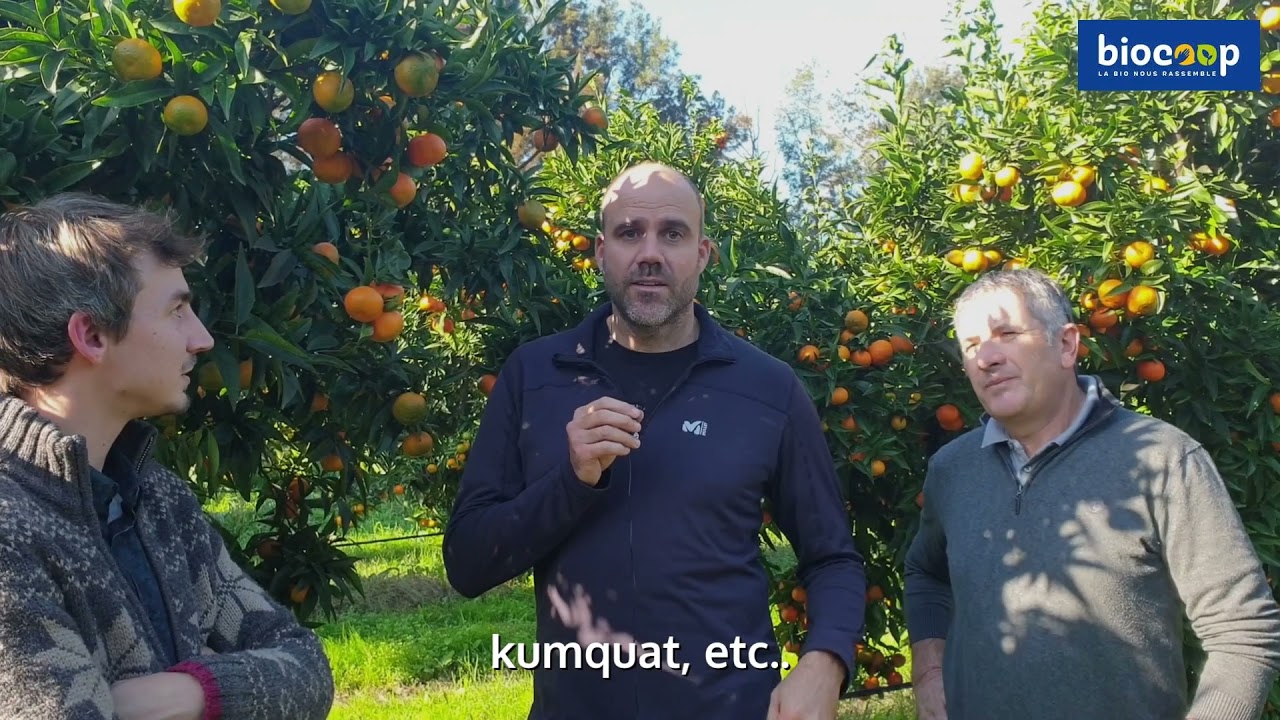 Biocoop présente la clémentine Corse bio équitable, production 100% française paysan.ne.s associés