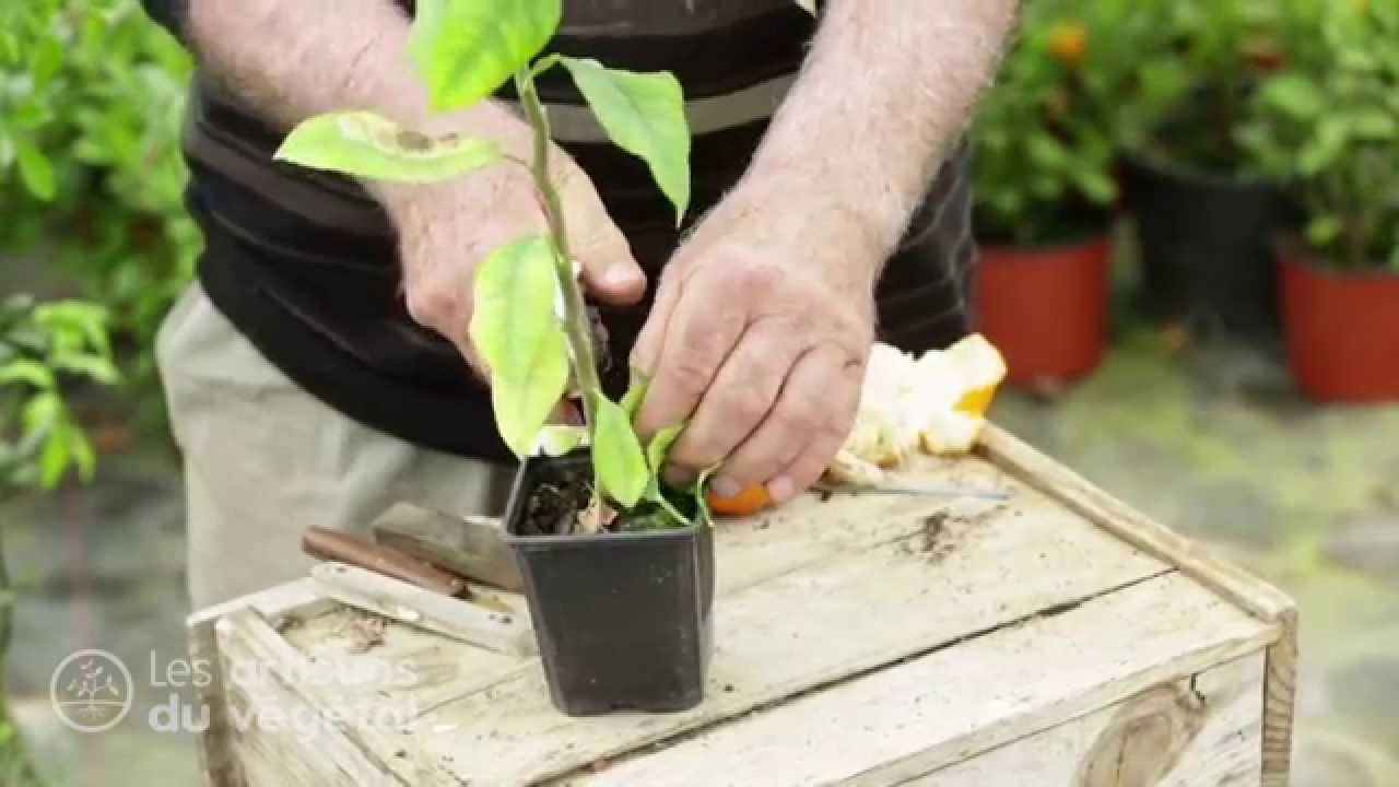 🌱 Greffer un agrume facilement : citronnier, oranger, mandarinier…