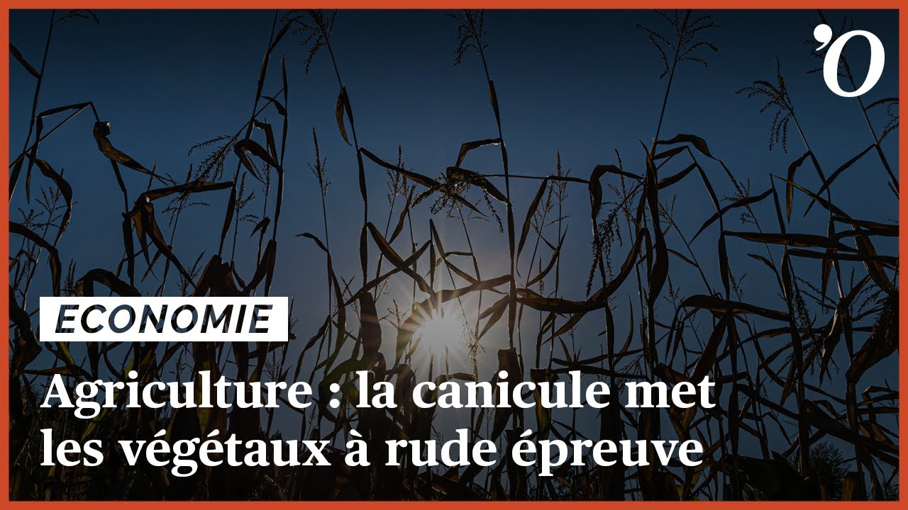 Agriculture: la canicule met les végétaux à rude épreuve