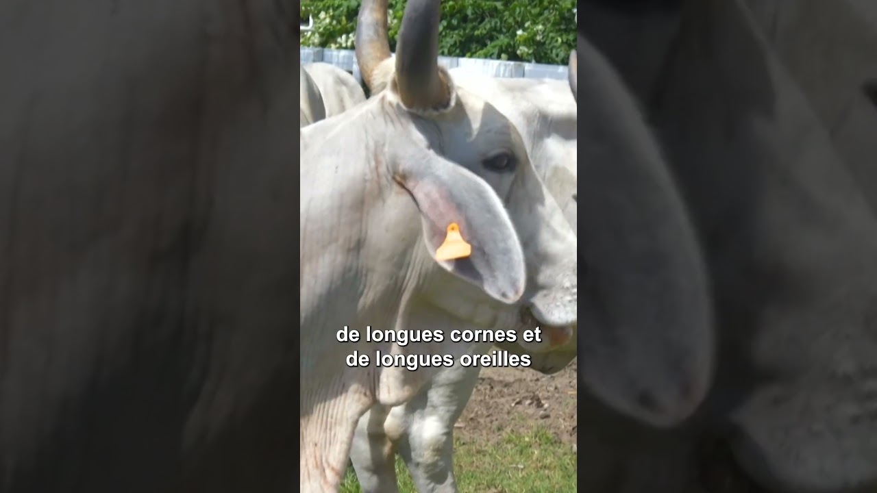 Voici la nouvelle égérie du prochain Salon de l'agriculture