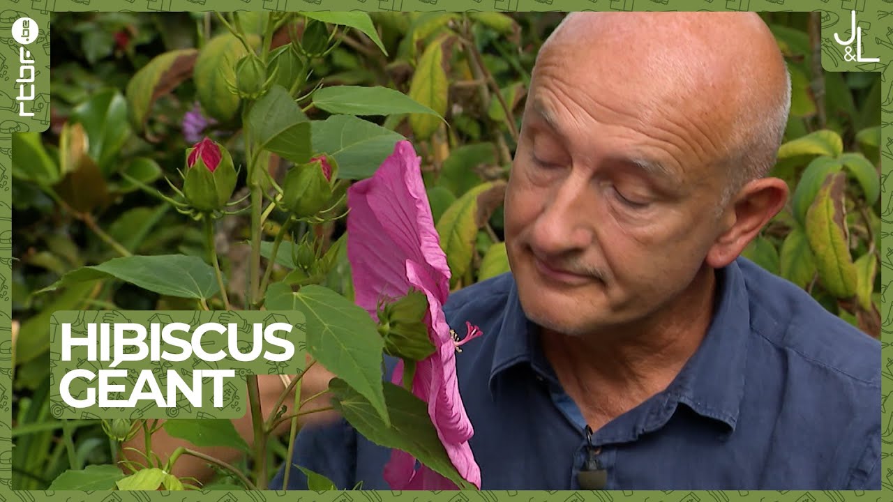 Un hibiscus géant à planter chez soi | Les Tutos Jardins et Loisirs de Francis #12