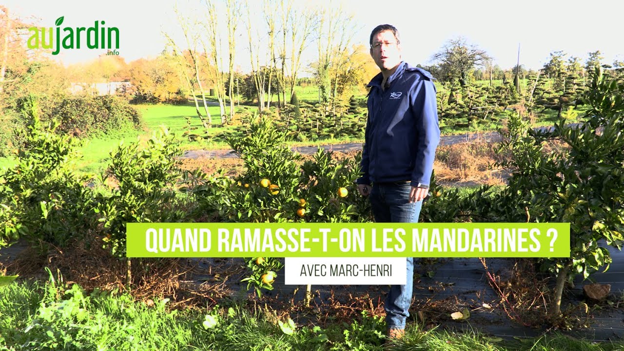 RÉCOLTE des MANDARINES : le BON MOMENT et les BONS GESTES 🍊