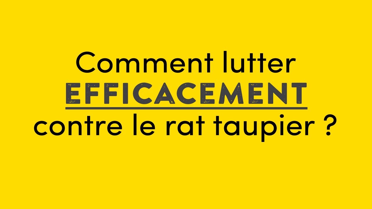Comment lutter efficacement contre le rat taupier ?