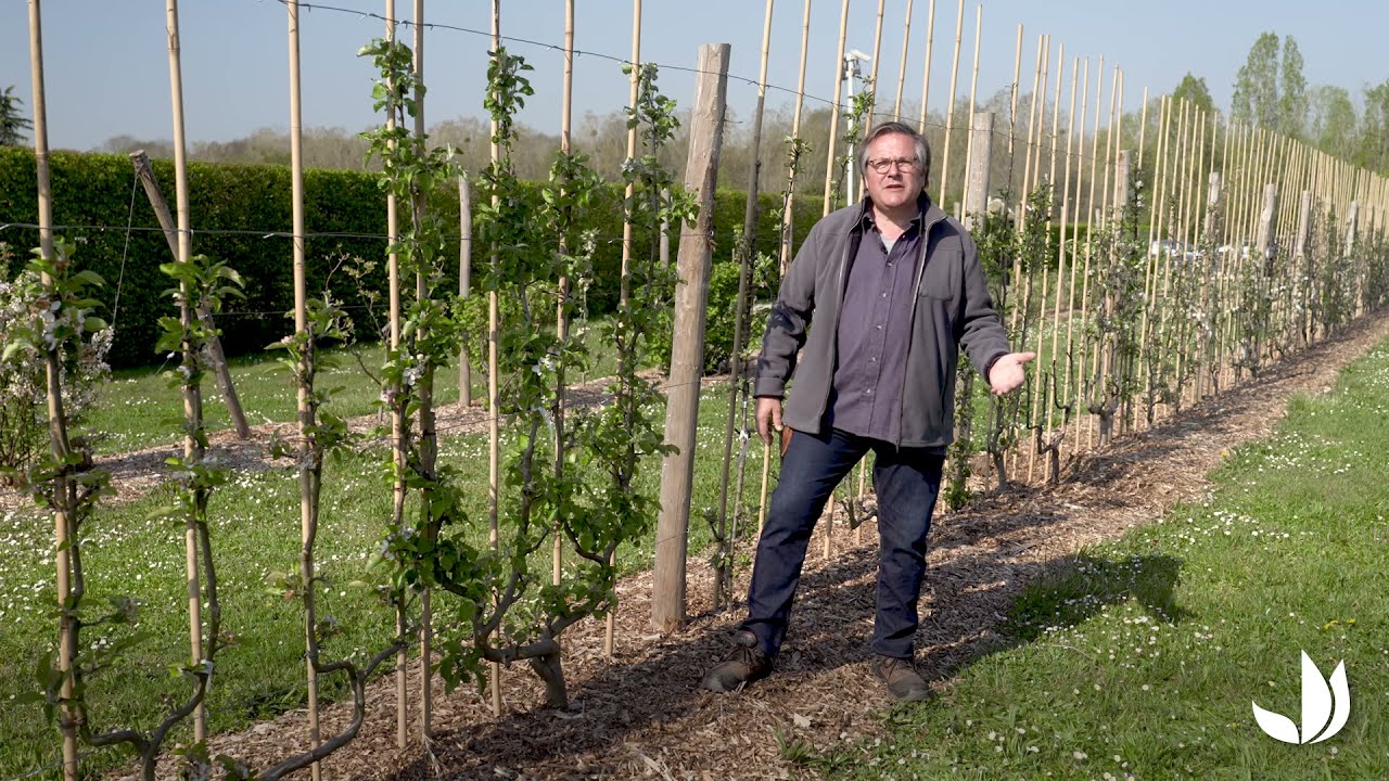 Comment cultiver des arbres fruitiers palissés ? - Truffaut