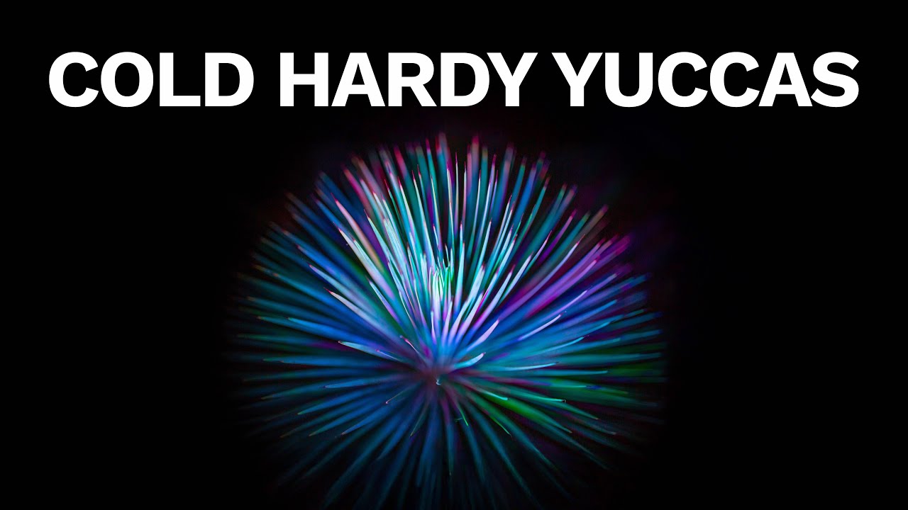 My Top 5 Cold Hardy Yuccas - Easy, Evergreen & Tough Garden Plants!