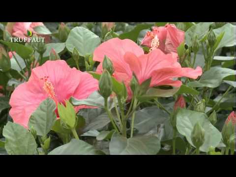 L'hibiscus d'intérieur : variétés, plantation et entretien - Truffaut
