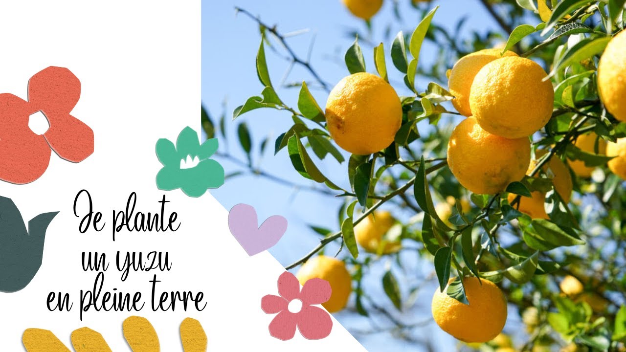 Je plante un YUZU en pleine terre