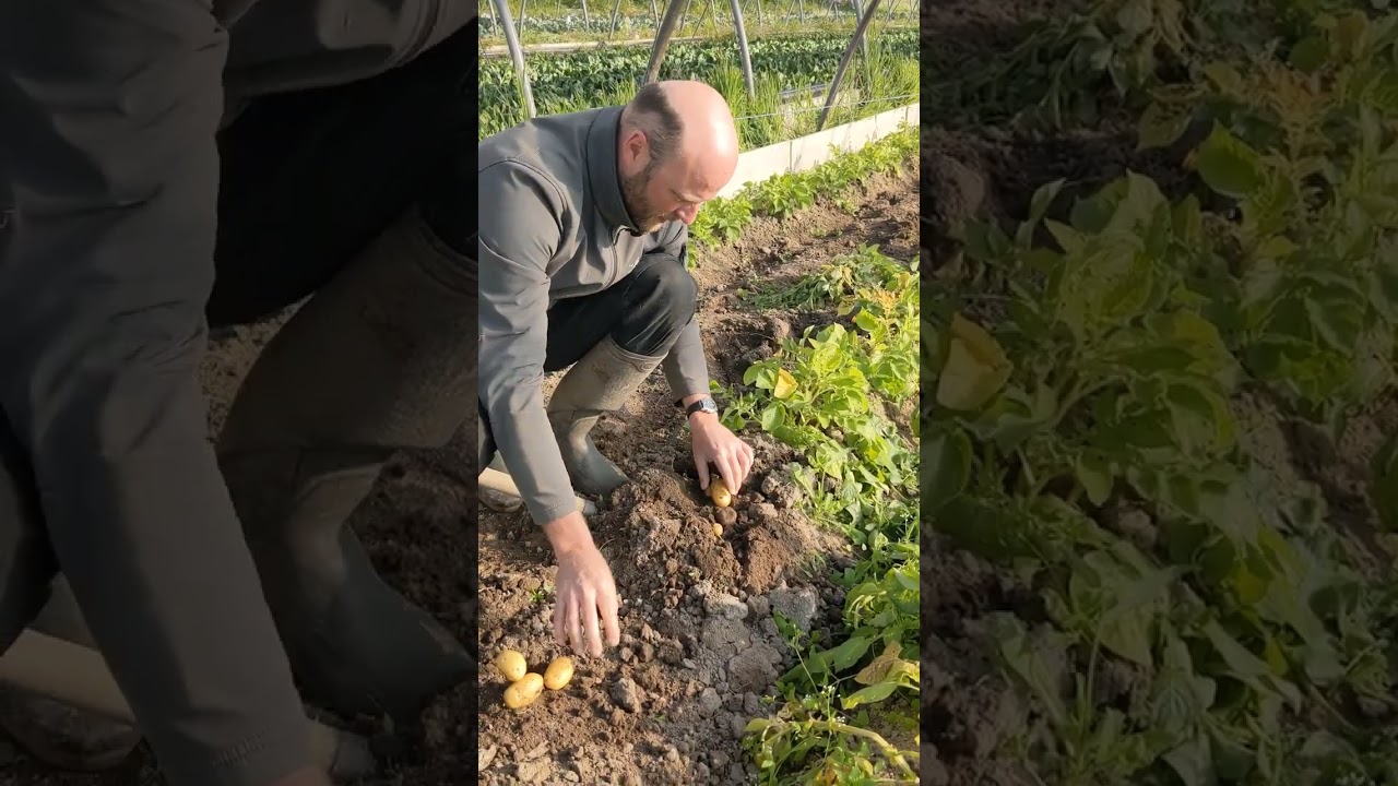 Comment cueillir des pommes de terre au Jardin de l'Avenir