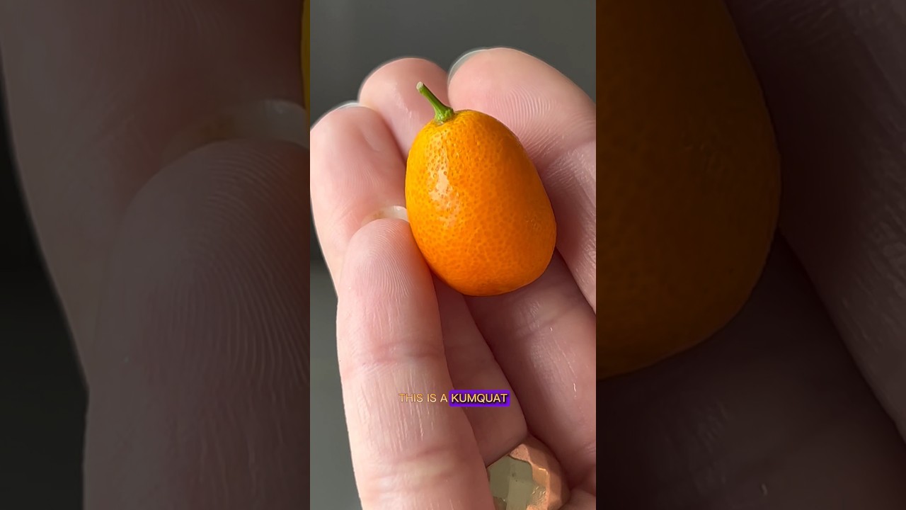 You can eat the skin, and it’s the best part 🍊 We grew nature’s miniature oranges. 🌱
