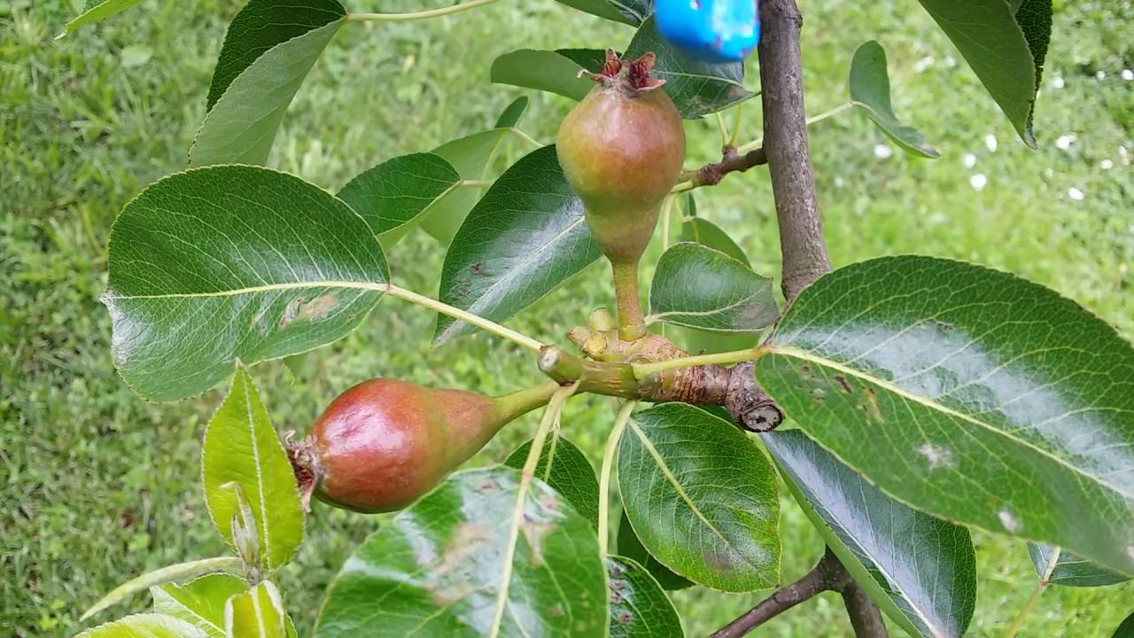 Poirier première taille d'été (en vert)