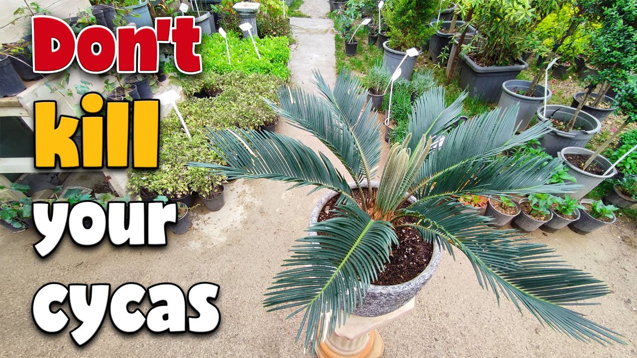 Cycas revoluta care | The most important tips about sago palm care at home