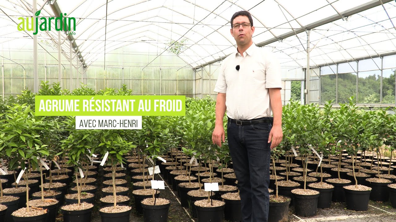 Des AGRUMES RÉSISTANTS au FROID🍊COMMENT les CHOISIR et les ENTRETENIR ? 😃😃