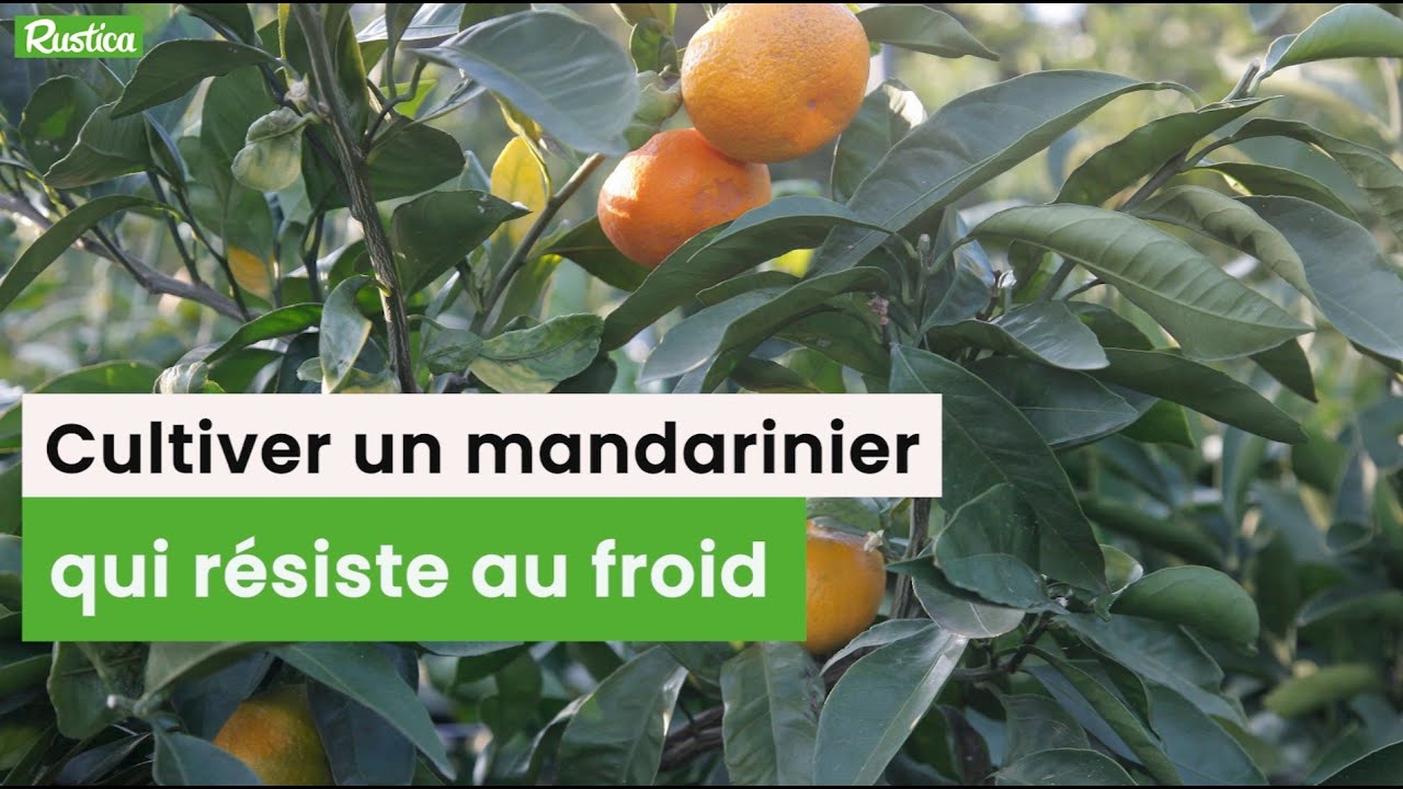 Cultiver un mandarinier qui résiste au froid