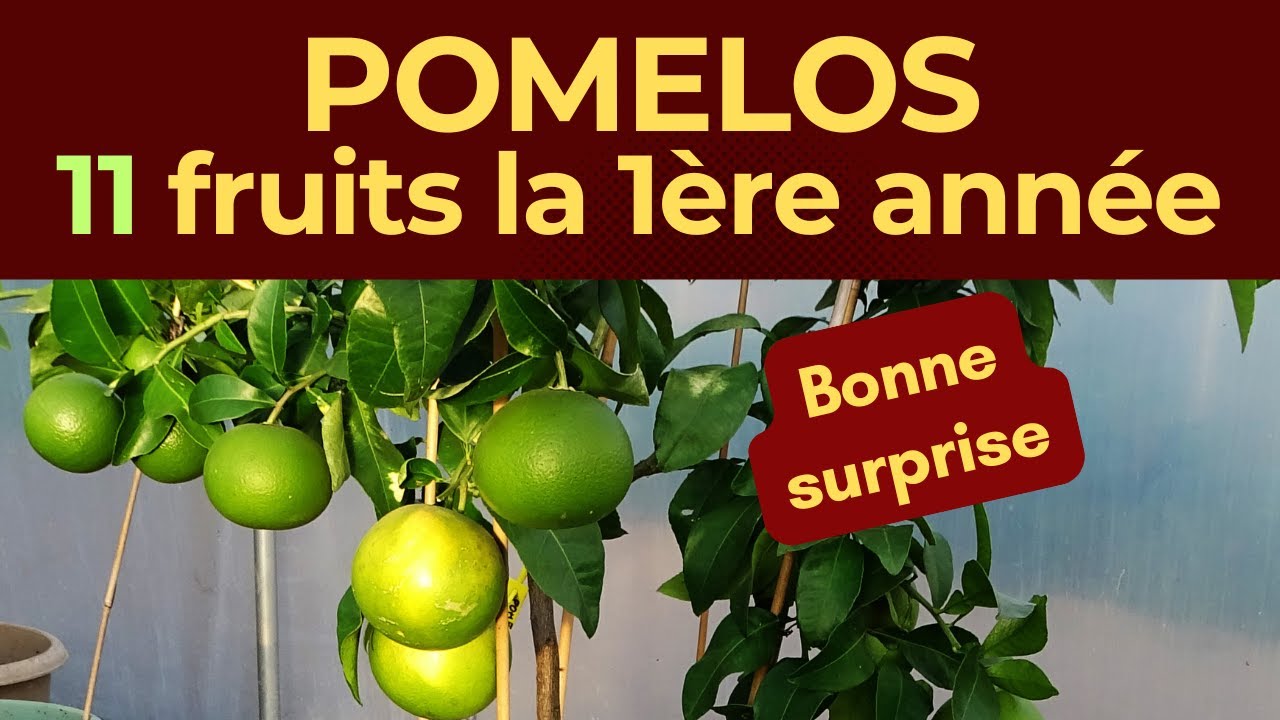 Pomelos : pourquoi j'ai récolté 11 pomelos la première année de plantation avec mon engrais liquide