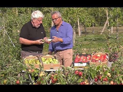 DÉCOUVERTE ET DÉGUSTATION DE VARIÉTÉS DE POIRES