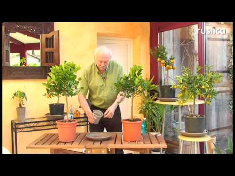 La culture d'un calamondin en pot