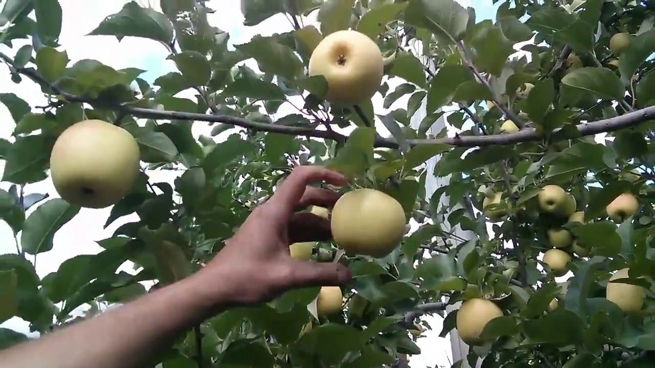 Comment cueillir une pomme 101
