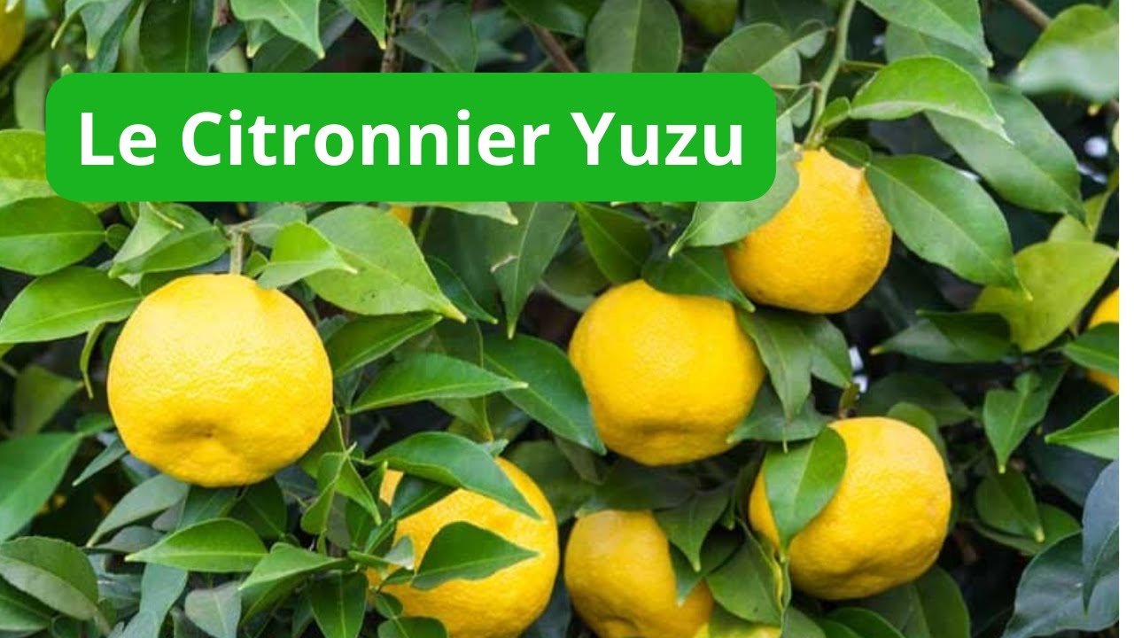 Comment faire pousser un CITRONNIER YUZU.