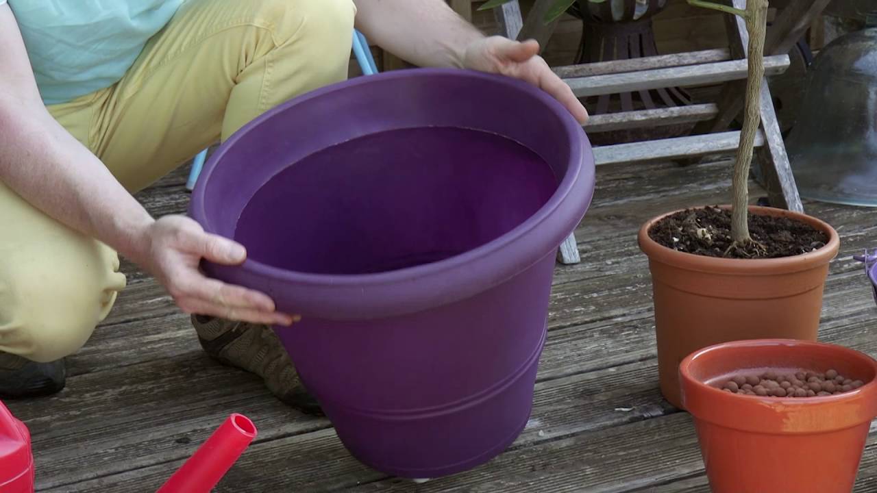Comment cultiver un agrume en pot ?