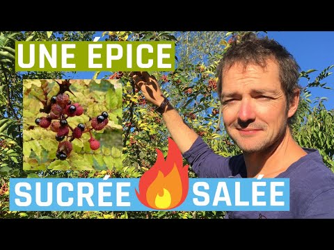 Le poivre de Sichuan en jardin-forêt (Zanthoxylum piperitum)