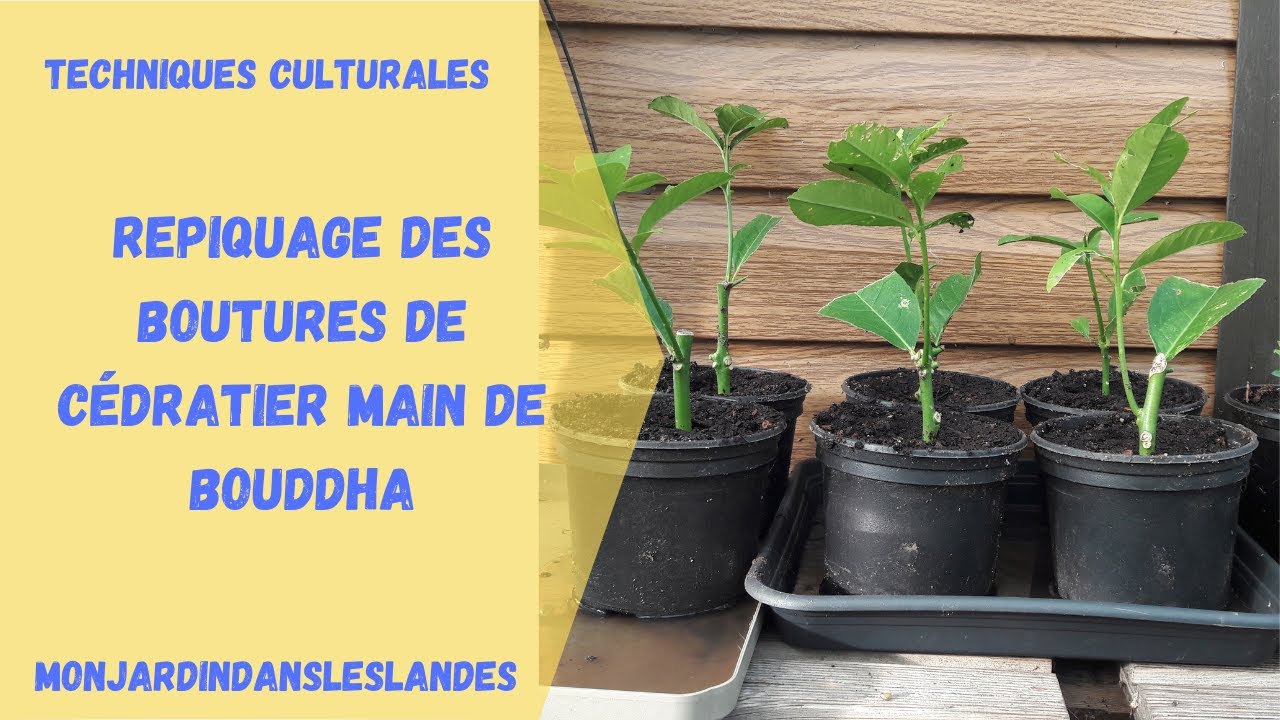 Repiquage des boutures de cédratier main de Bouddha - Monjardindansleslandes