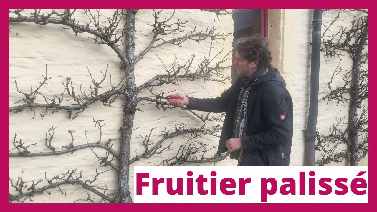 Arbres fruitiers palissés : avantages, formes et taille | Renaud de l'asbl Des Racines et des Cimes