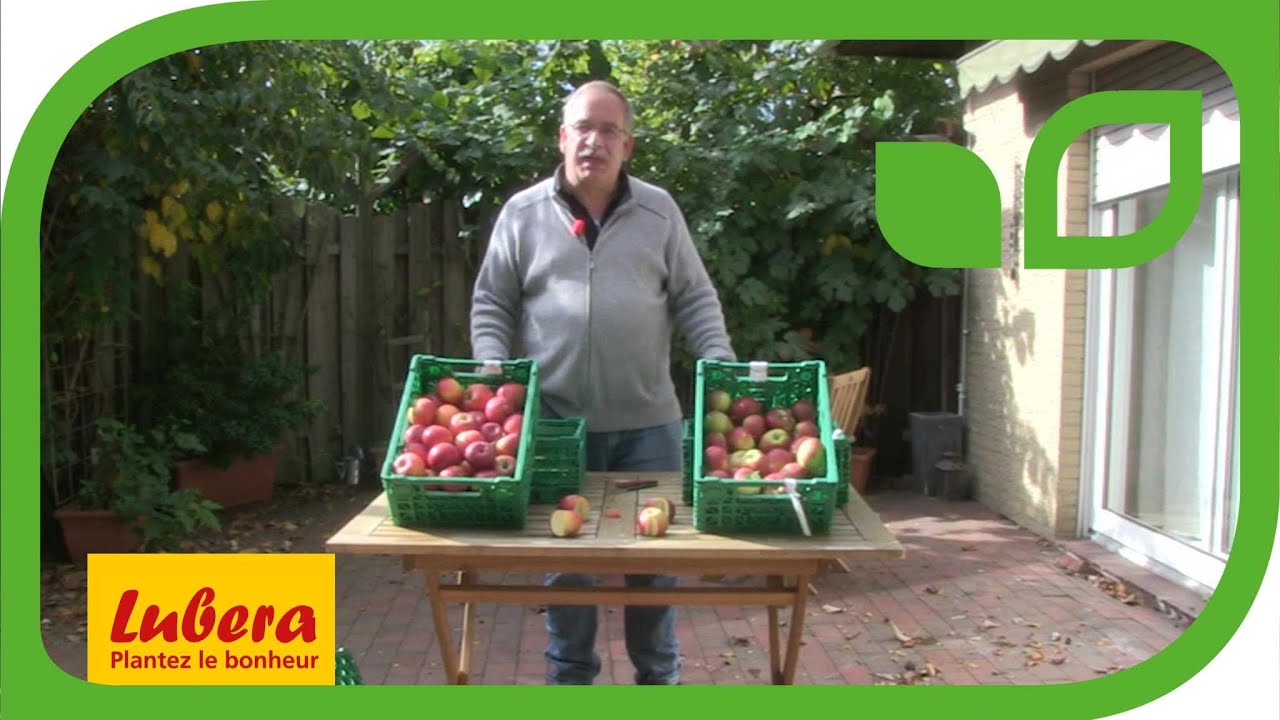 Récolte et conservation des pommes