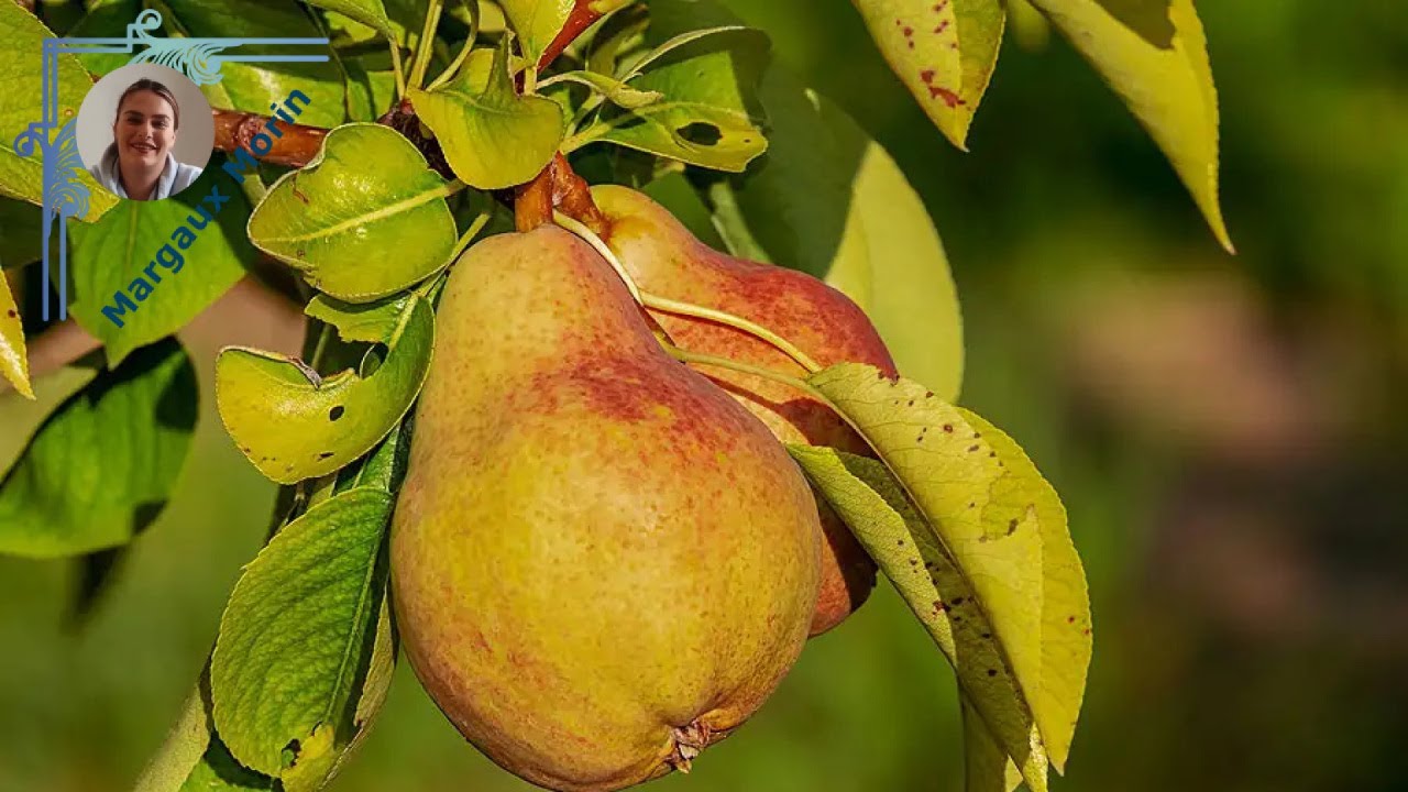 Pommes et poires : Guide ultime pour savoir quand les récolter !