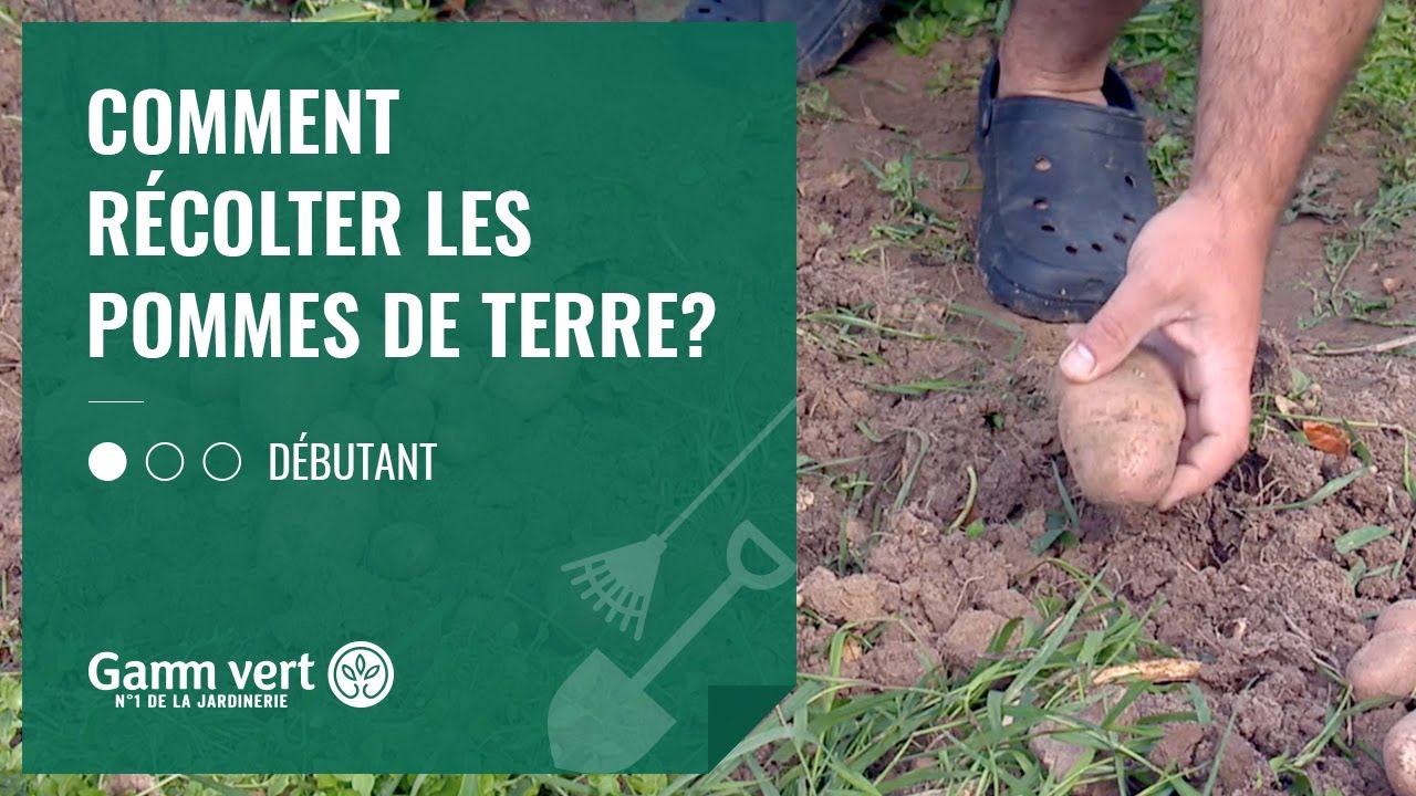 [TUTO] Comment récolter les pommes de terre ? - Jardinerie Gamm vert